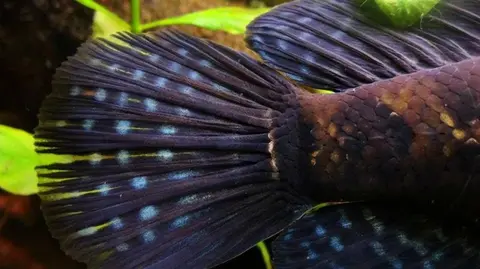 非洲副鳢