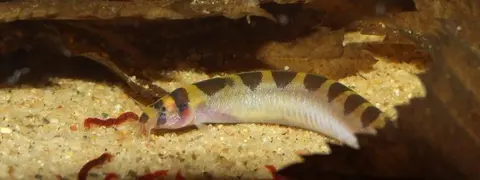 肉桂潘鳅