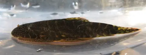 Gastromyzon sp. 'SK04'