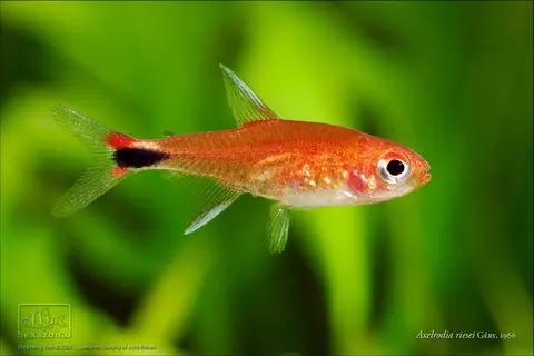 Axelrodia riesei
