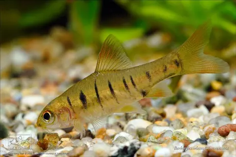 'Barbus' fasciolatus