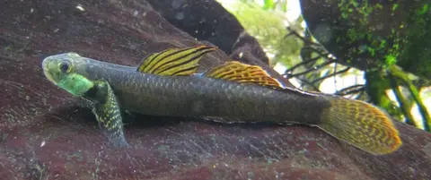 Stiphodon ornatus