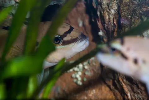 Chalinochromis sp. 'ndobhoi'