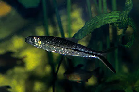 Hemiodus ternetzi