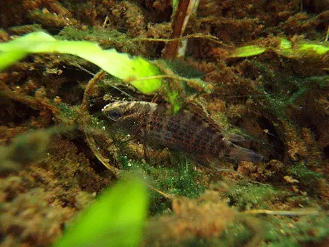 Badis siamensis