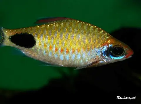 Dawkinsia assimilis