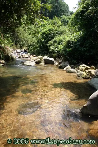拟平鳅