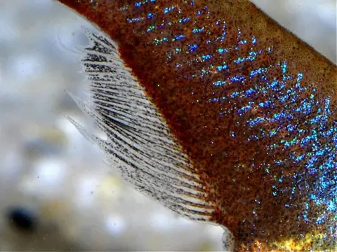Oryzias wolasi