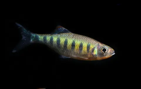 Barilius ardens