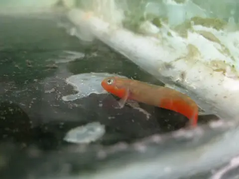 Sicyopus exallisquamulus