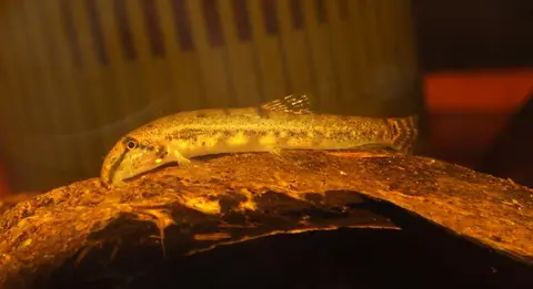 Kottelatlimia hipporhynchos