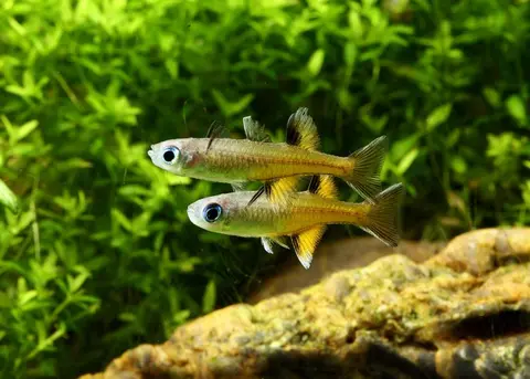 鲻银汉鱼
