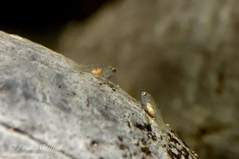 短吻红斑吻鰕虎鱼