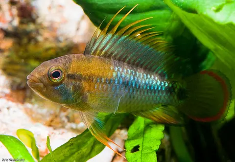 Apistogramma baenschi
