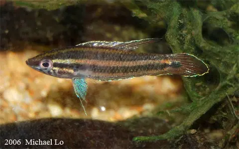 Parosphromenus allani