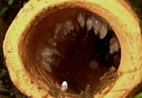 沙漠虾虎