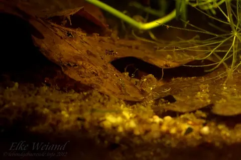 沙漠虾虎