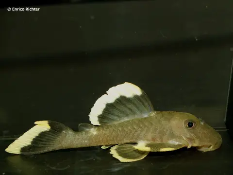 Baryancistrus chrysolomus