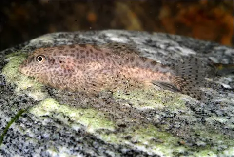 Sewellia speciosa