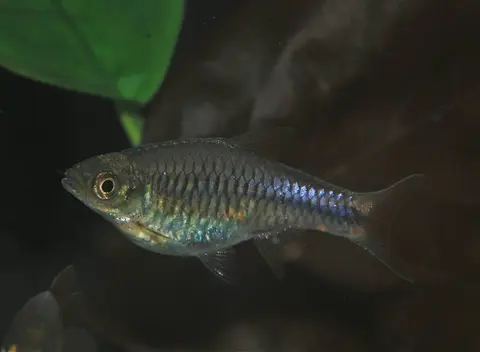 Rasbora lacrimula