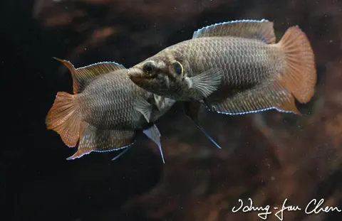 圆尾斗鱼