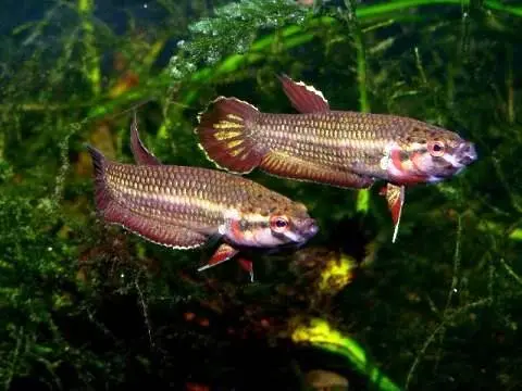 Betta dennisyongi