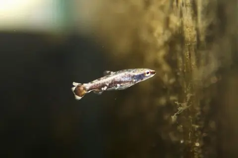 Nannostomus mortenthaleri