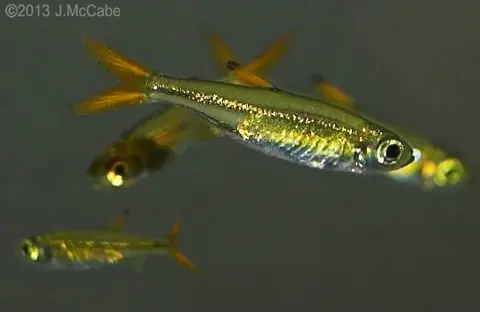 Ladigesia roloffi