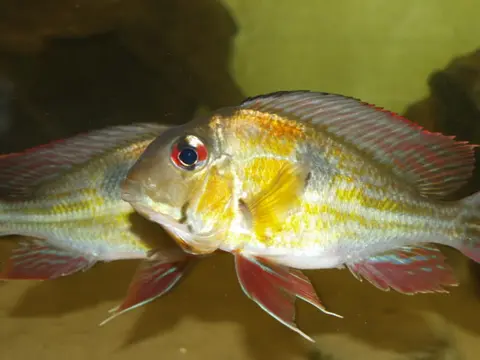 野珠母丽鱼