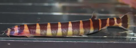 Pangio sp. 'PAN01'