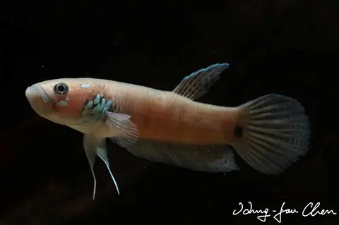 Betta ocellata