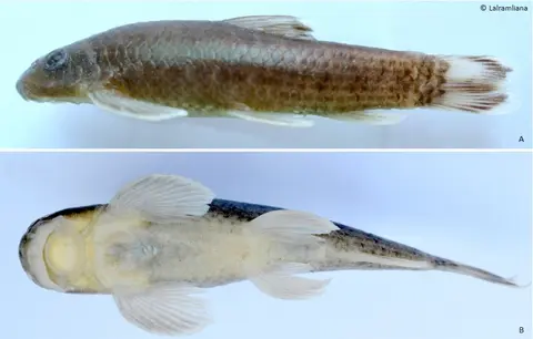 Garra dampaensis