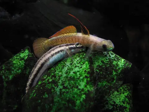 黑鳍枝牙鰕虎