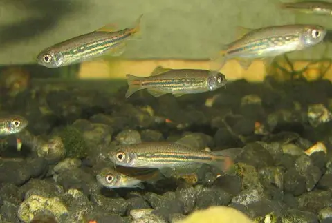 Danio dangila