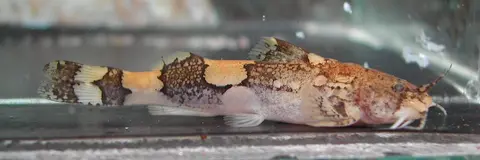 Akysis vespertinus
