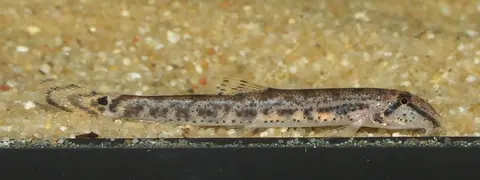 Kottelatlimia hipporhynchos