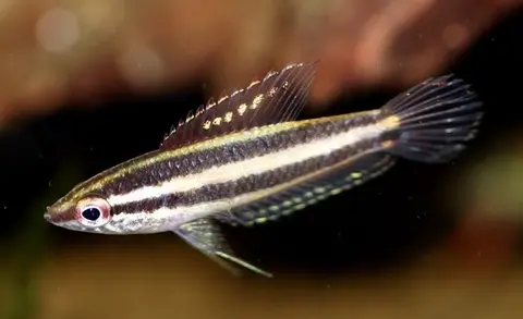 Parosphromenus bintan