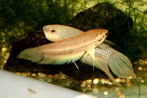 Betta ibanorum