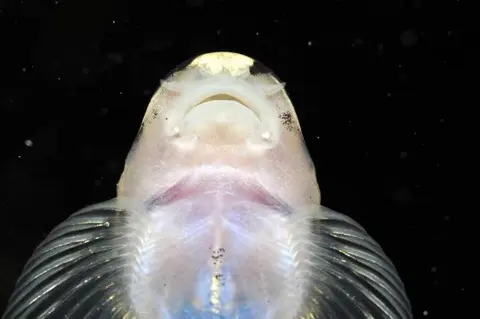 熊猫鳅