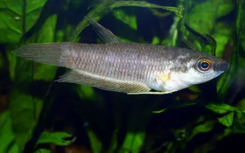 Betta renata