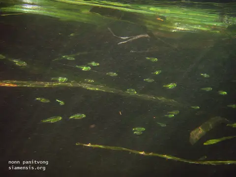 Microdevario kubotai