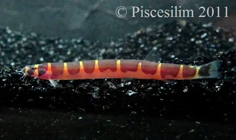 Pangio semicincta