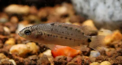 Badis assamensis