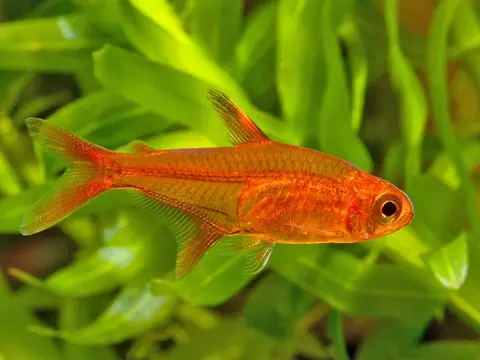 爱魮脂鲤