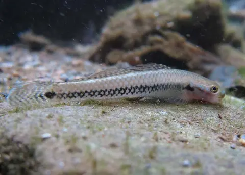 Stiphodon alcedo