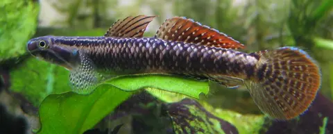 Stiphodon ornatus