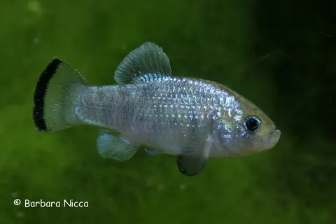Cyprinodon alvarezi