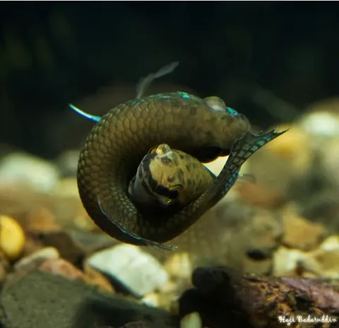 Betta stigmosa
