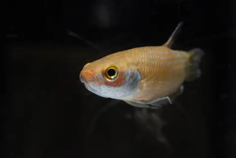 Betta kuehnei