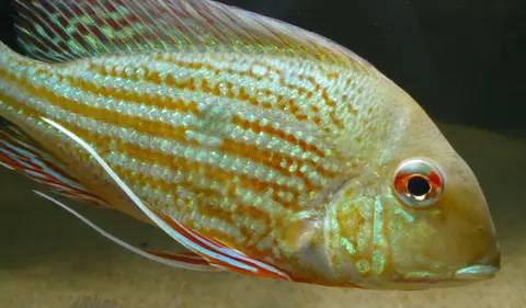 Geophagus abalios
